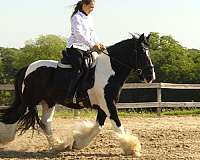 ridden-english-gypsy-vanner-horse