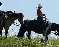 ridden-western-gypsy-vanner-horse