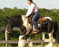 trail-gypsy-vanner-horse