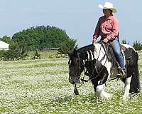 trail-riding-gypsy-vanner-horse