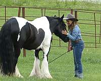 trail-class-competition-gypsy-vanner-horse