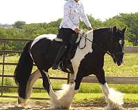 working-cattle-gypsy-vanner-horse