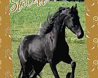 arabian-arabian-friesian-horse