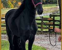 arabian-gelding-arabian-friesian-horse