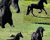 baroque-arabian-friesian-horse