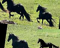 draft-arabian-friesian-horse