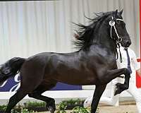 gelding-arabian-friesian-horse