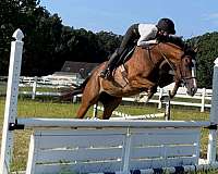 hunter-thoroughbred-horse