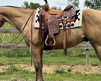 all-around-quarter-horse