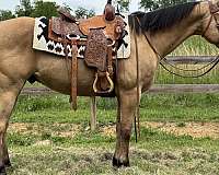 athletic-quarter-horse