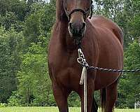 2stockimg-one-front-back-horse