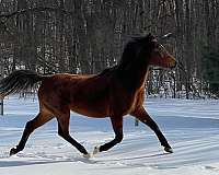 bay-2stockimg-one-front-back-horse