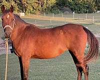 private-treaty-mare