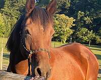 affordable-arabian-horse