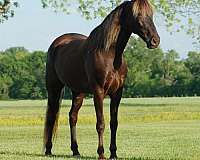 chocolate-flaxen-mane-tail-horse