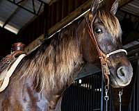 all-around-rocky-mountain-horse