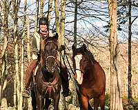endurance-rocky-mountain-horse
