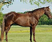 field-hunter-rocky-mountain-horse