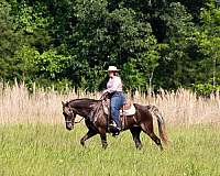 field-trial-rocky-mountain-horse