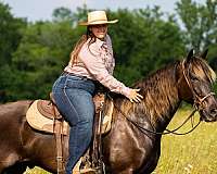 flashy-rocky-mountain-horse