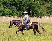 flaxen-mane-rocky-mountain-horse