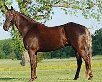 gaited-rocky-mountain-horse