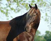 pack-rocky-mountain-horse