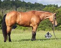 buckskin-dark-points-horse