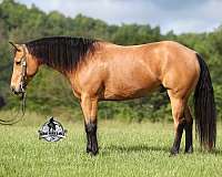 ranch-work-quarter-horse