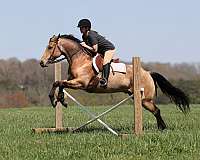 beginner-safe-quarter-horse