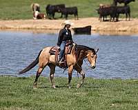 trail-quarter-horse