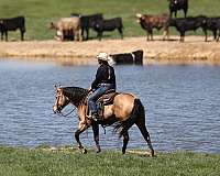 buckskin-quarter-horse