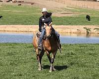 beginner-quarter-horse