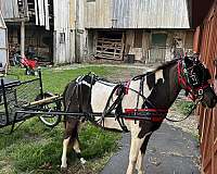 paint-pony-mare