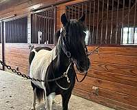paint-pony-for-sale