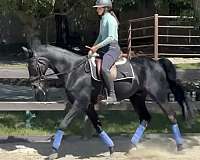 all-around-hanoverian-horse