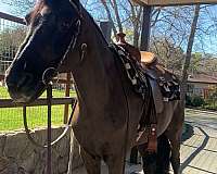 and-more-hanoverian-horse