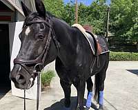 creek-hanoverian-horse