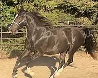 fancy-mover-warmblood-horse