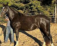 national-warmblood-horse