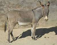 donkey-mare