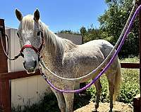 quarter-horse-gelding