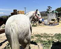 quarter-horse-for-sale