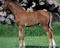 warmblood-horse-for-sale