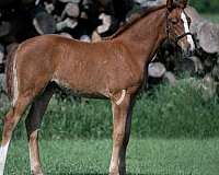 warmblood-horse