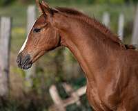 warmblood