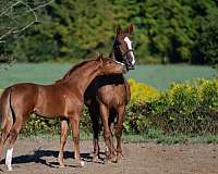 filly