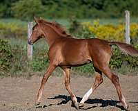 canadian-warmblood-filly-yearling