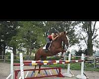 canadian-warmblood-horse-for-sale