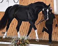 canadian-warmblood-horse